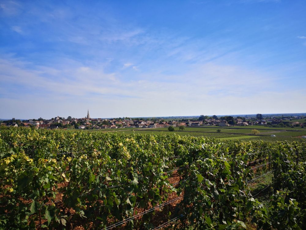 meursault gouttes dor arnaud ente