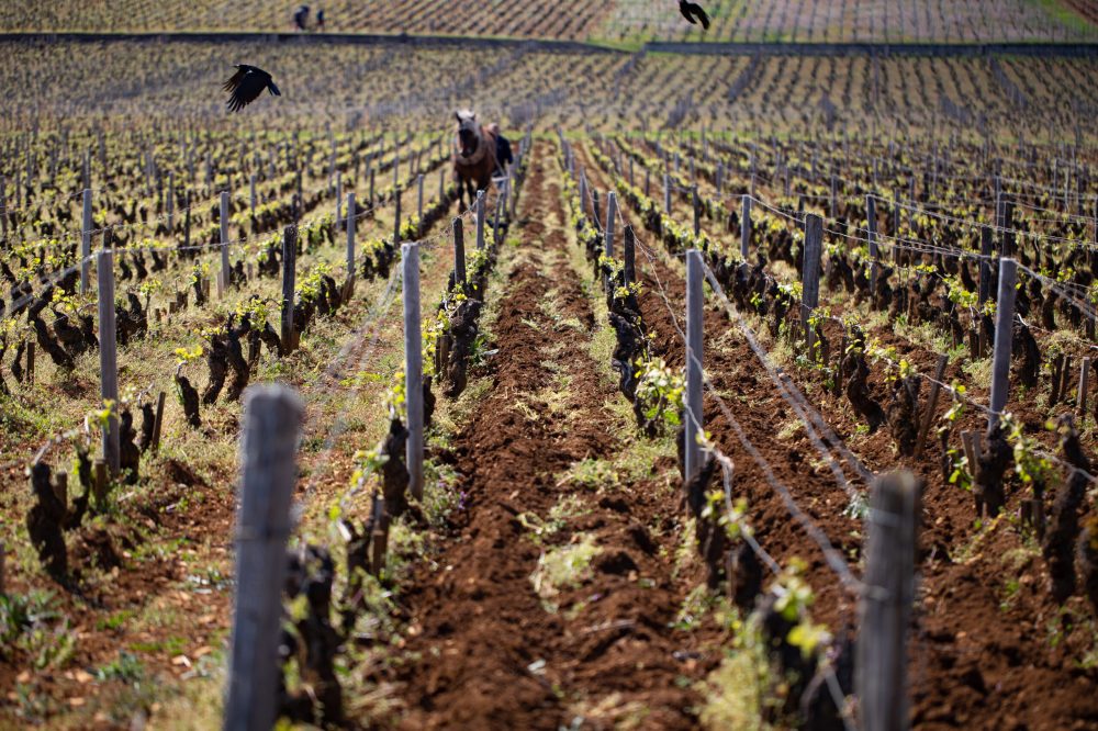 parcelle romanee conti grand cru bourgogne